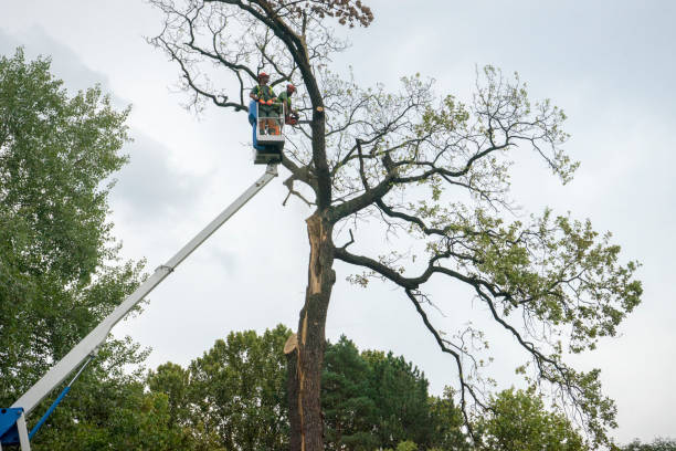 Reliable Gibbstown, NJ Tree Services Solutions