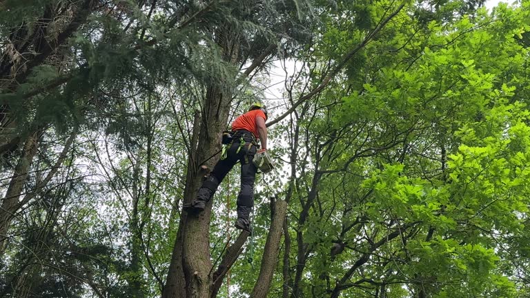 Best Pest Control for Lawns  in Gibbstown, NJ