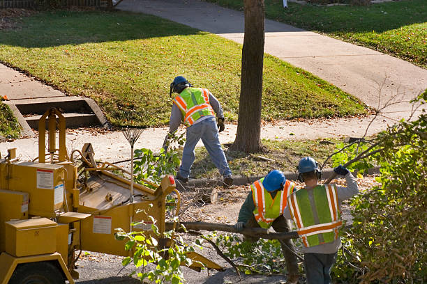 How Our Tree Care Process Works  in  Gibbstown, NJ