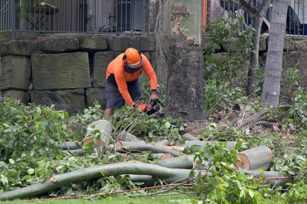 Best Arborist Consultation Services  in Gibbstown, NJ