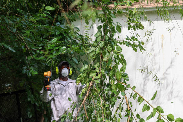 Best Tree and Shrub Care  in Gibbstown, NJ