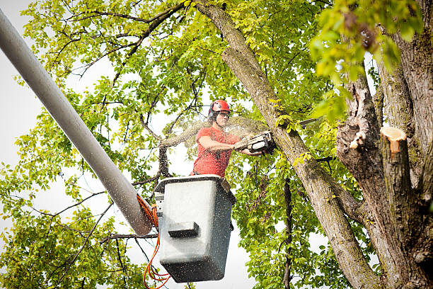 Best Tree Risk Assessment  in Gibbstown, NJ